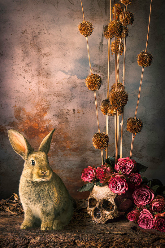 The Rabbit Says Nothing, Archival Pigment Print by Carlos Henaine